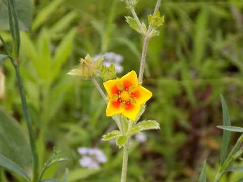 DSCN4323.JPG