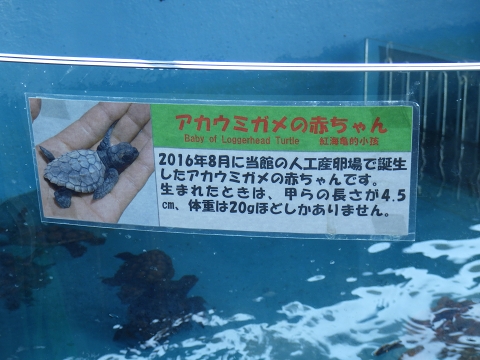 串本海中公園2017年4月中旬19　アカウミガミ（Caretta caretta）の赤ちゃん