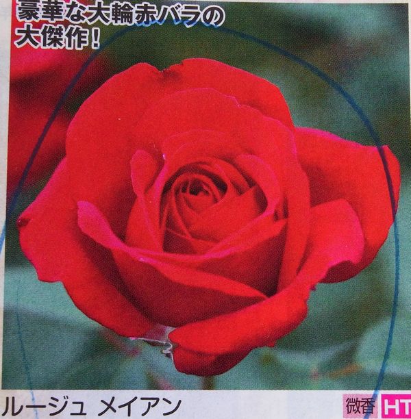 真っ赤なバラ.jpg