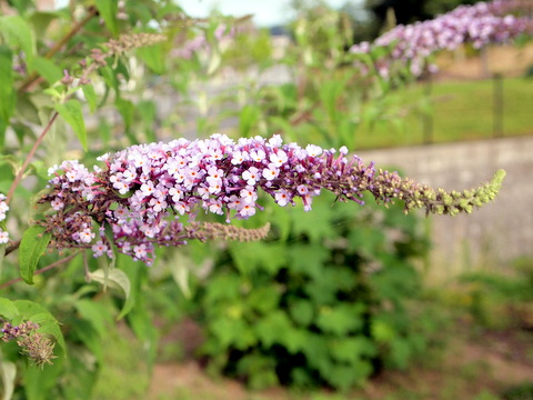 ブッドレアの花