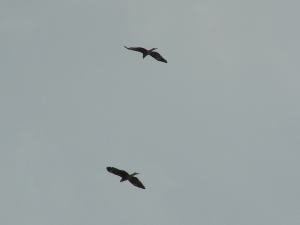 2017-11-20mori3 (1).JPG