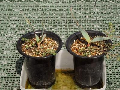 奇想天外 welwitschia mirabilis 実生苗① www.reeditor.com