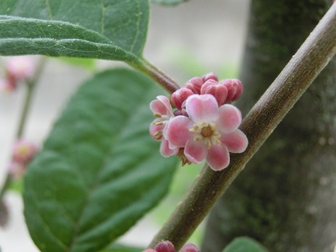ウメモドキの花