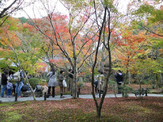 2015-11-21 圓光寺の紅葉.jpg