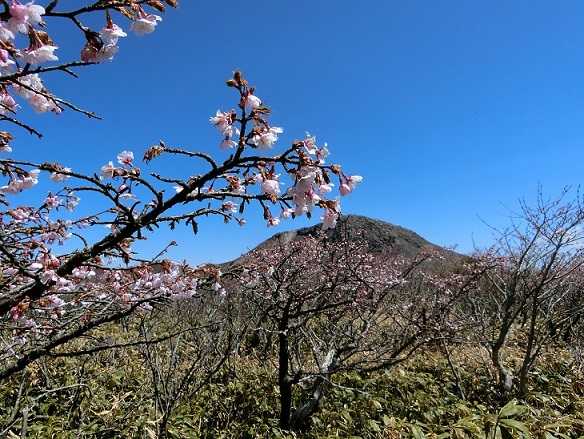 雲海とツツジ。そしてミネザクラ | 栃木のこと。那須のこと。 - 楽天ブログ