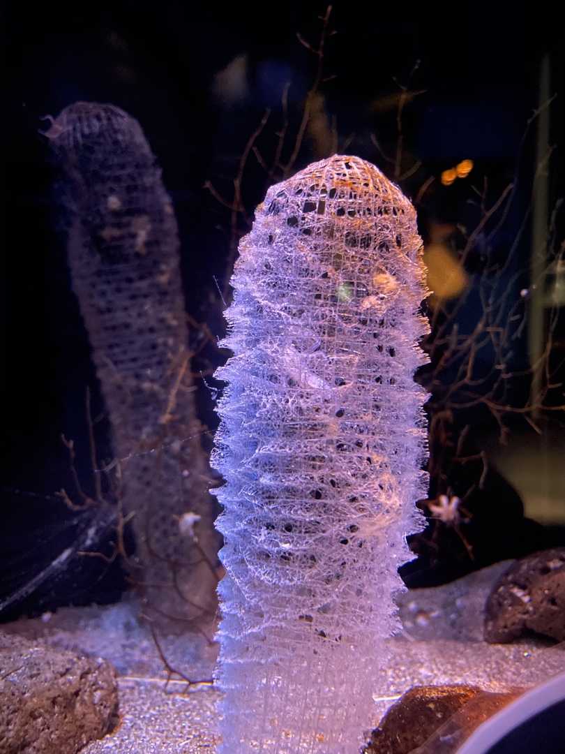 カイロウドウケツちゃんがいなくなった…⁉︎ | 今日は誰と会えるかな