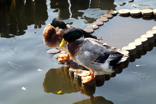 洗足池にて