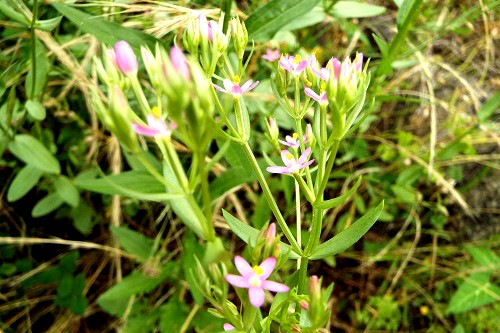 ハナハマセンブリ（花浜千振）