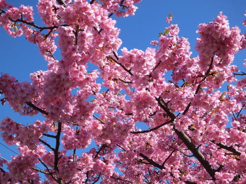 三浦海岸の河津桜