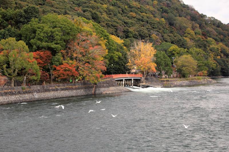 宇治_007朝霧橋から観流橋.jpg