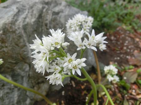 タンチョウソウ