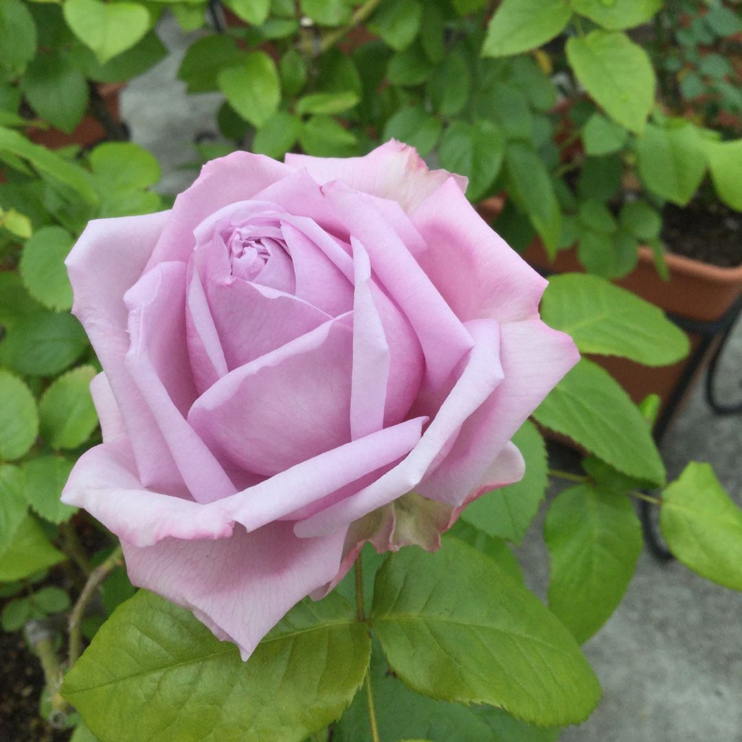 ロサオリ シリーズ ばらと猫とフラメンコ 楽天ブログ