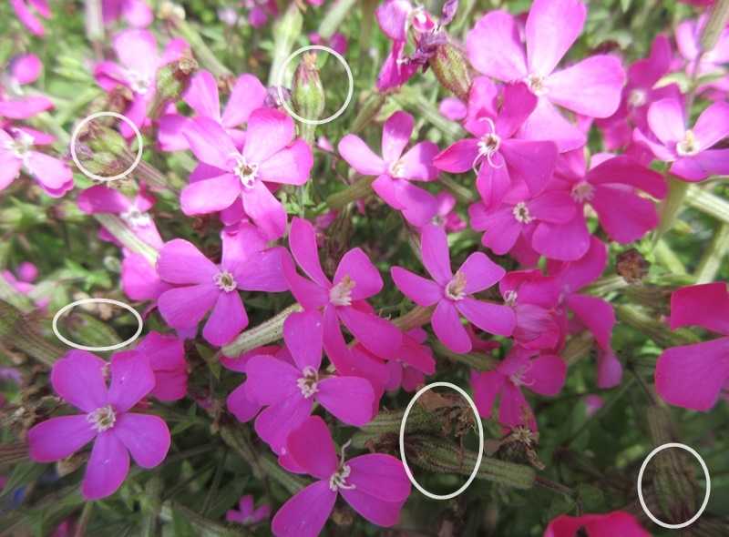 シレネピンクパンサーの種の採り方 ギリア2種類が美しい 狭い庭を花いっぱいにする育て方 楽天ブログ