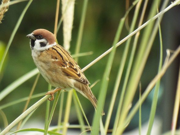 74ページ目の カテゴリ未分類 老いてこそ勉強 楽天ブログ