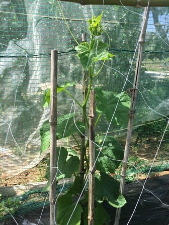 キュウリの芽欠きとカボチャの植え付け Futtutyの菜園ブログ 楽天ブログ