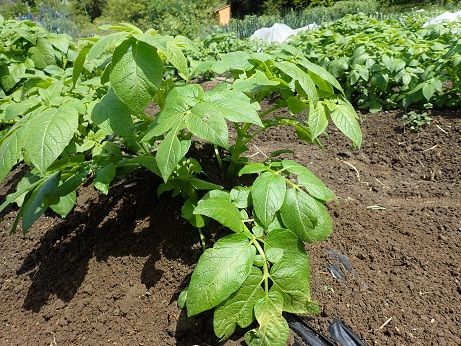 ジャガイモ芽挿し栽培 葉山農園 5月初旬 暇人主婦の家庭菜園 楽天ブログ