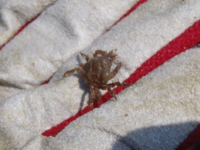 和歌山磯採集2013年4月下旬6　クモガニ上科（Majoidea）の種