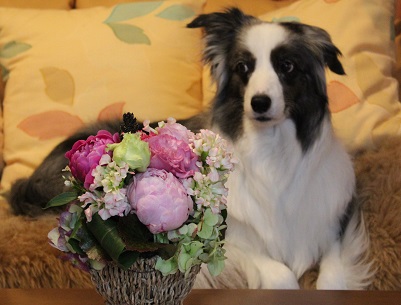 ああっちゃん花アリス