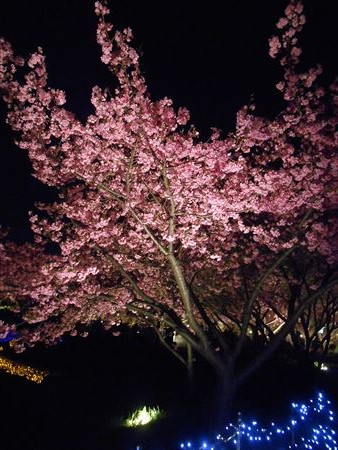 なばなの里の河津桜