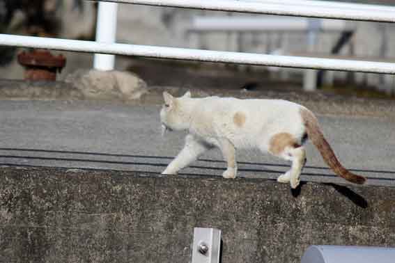 我が家のニャンコ♪2014/02/14-2