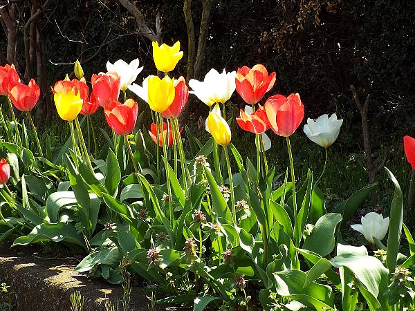 tulippu-b.jpg