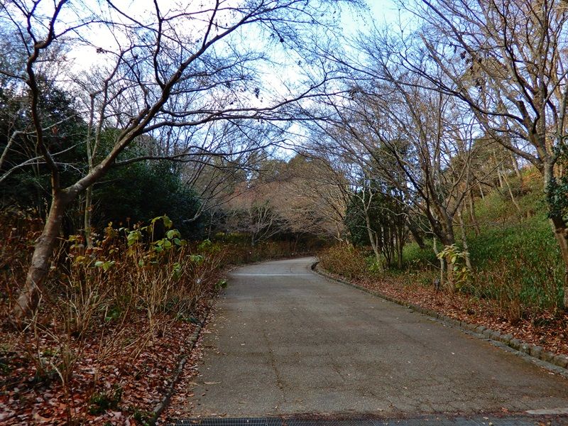 あじさい坂5