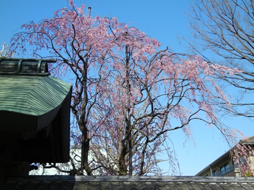 長遠寺の枝垂桜