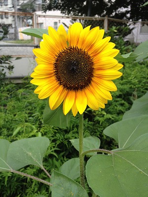 7,17ひまわり 002.jpg
