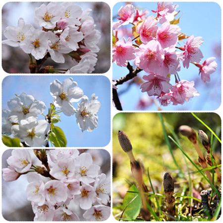 桜1－5