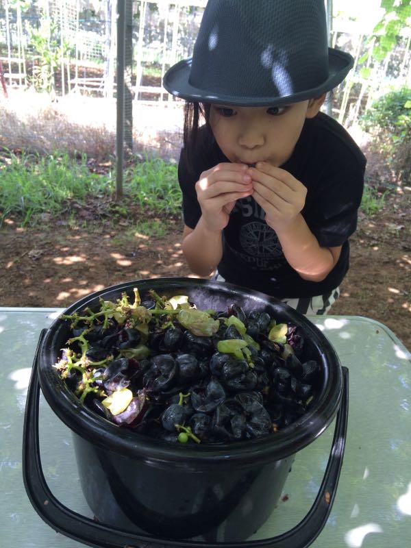 rblog-20150817003511-01.jpg