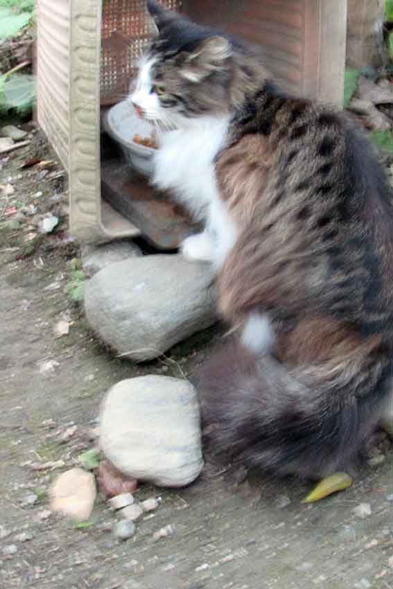 我が家のニャンコ♪2016/1/23-02