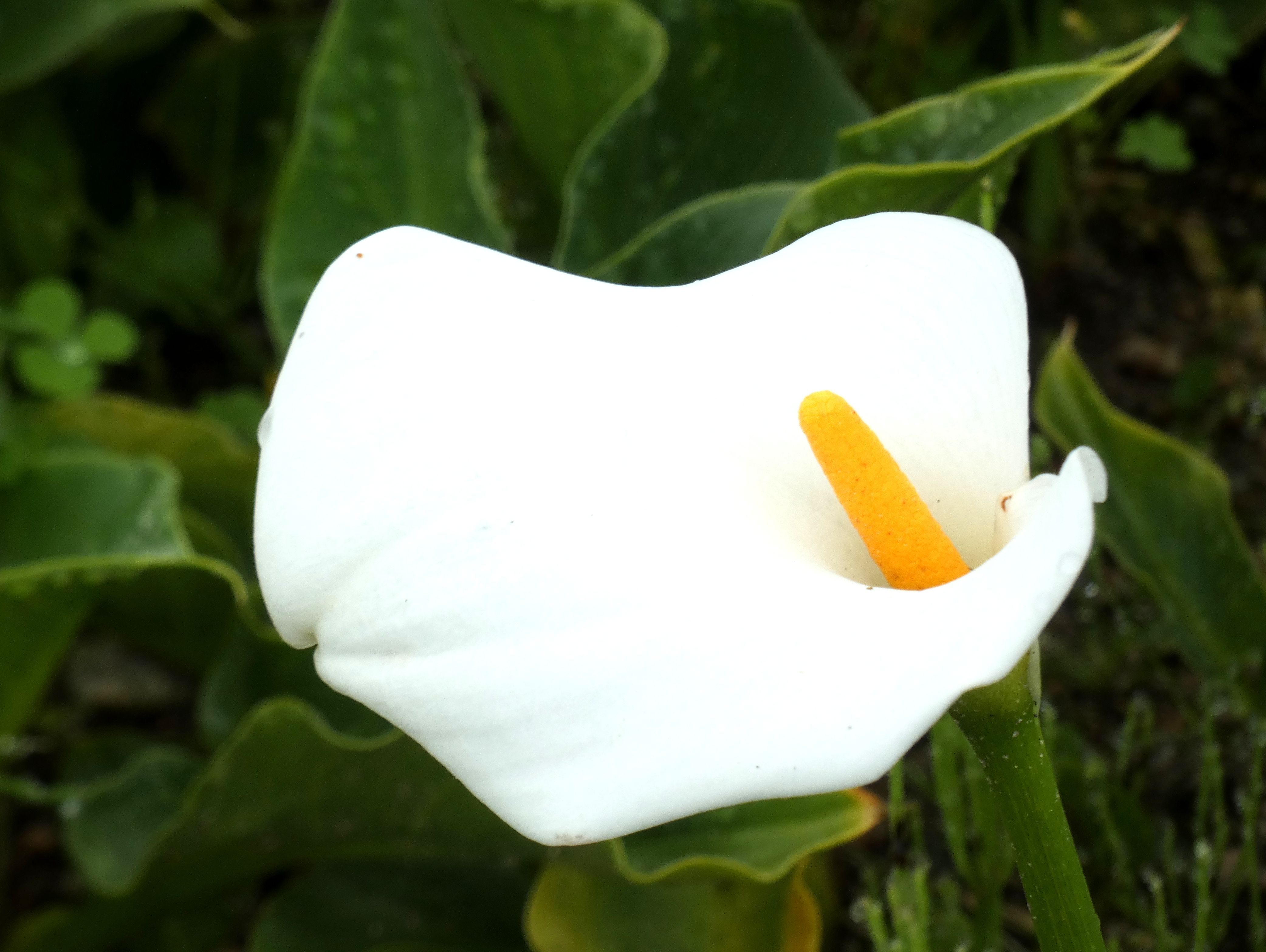 5月に咲く白い花 春の小川の花鳥日記 楽天ブログ
