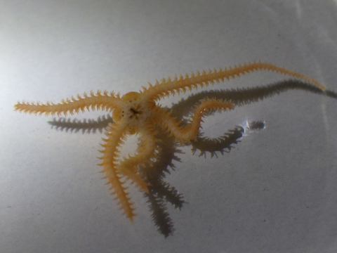 深海性クモヒトデ4　水深350mの沈木の生体　熊野灘