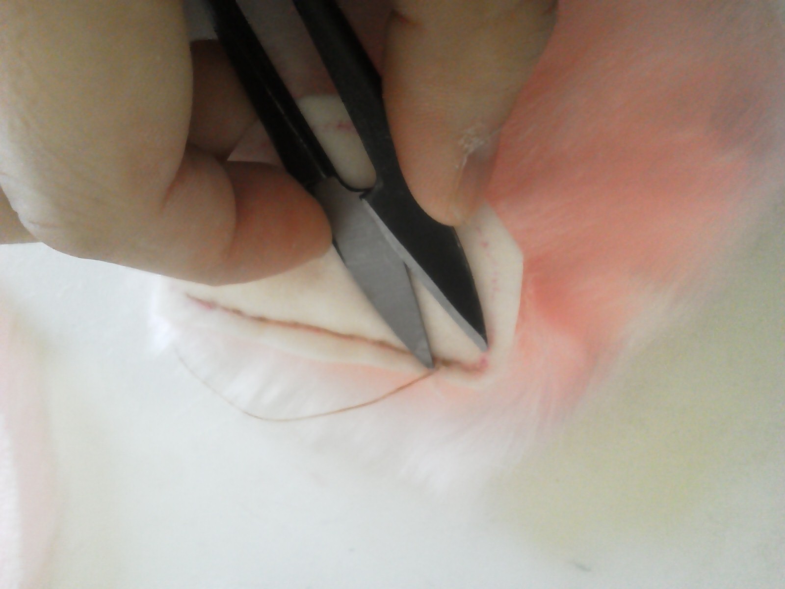 NEC_0317.JPG