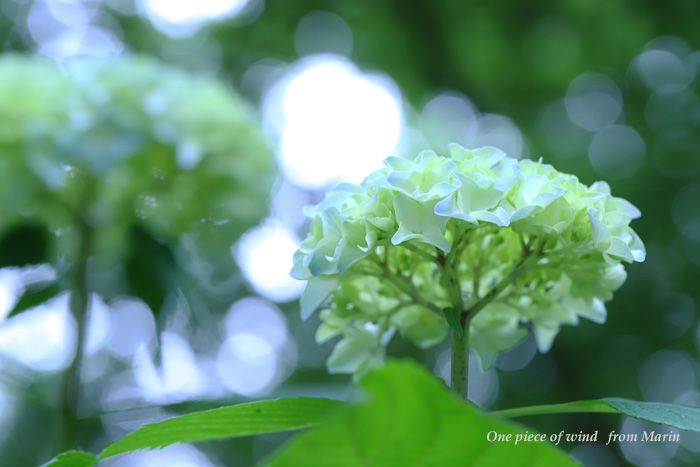 玉ボケと紫陽花 ひとひらの風 楽天ブログ