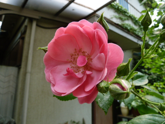 つるバラ アンジェラ 薔薇に魅せられて 楽天ブログ