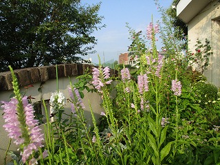 IMG_7265ss.jpg