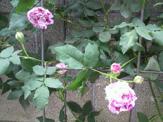 2012-04-20 09:01:34