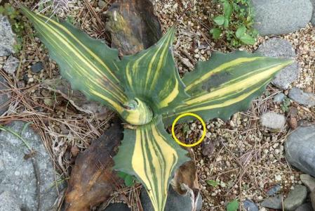 地植えアガベの様子～フェロックス”縞斑” | 小平太1098のブログ - 楽天