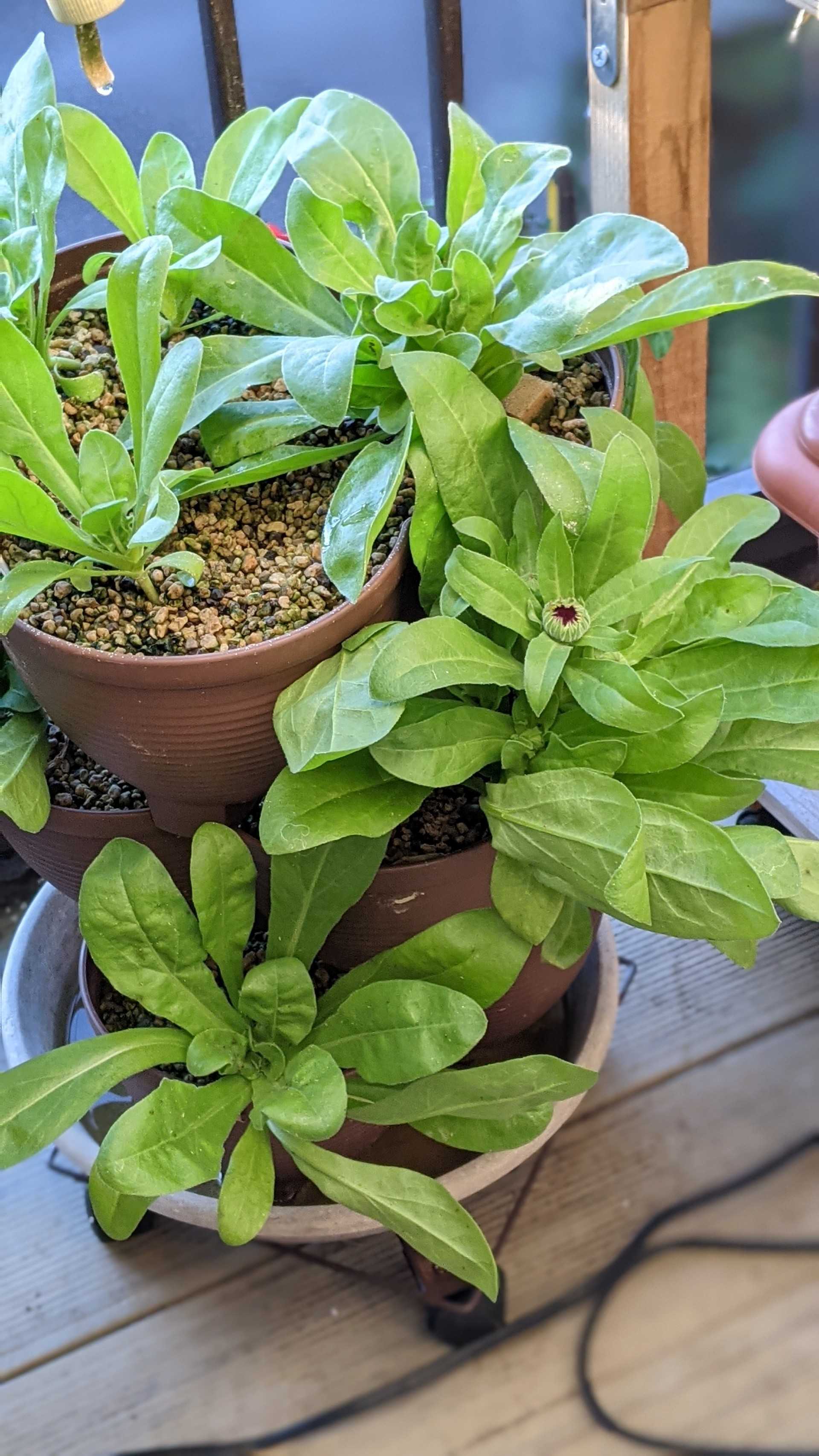 カレンデュラ（キンセンカ）|水耕栽培 | ぐり～んおあしす (Oniwa cafe