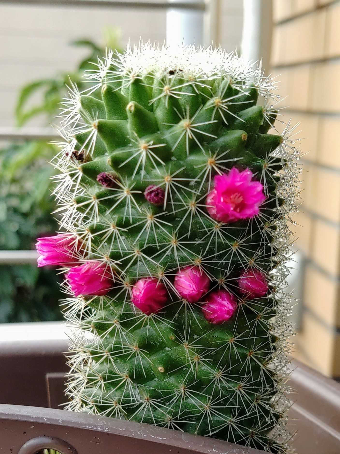サボテンの花 しぼんではまた咲いて かぁーとのブログ 楽天ブログ