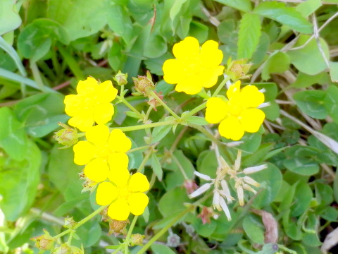 オヘビイチゴの花