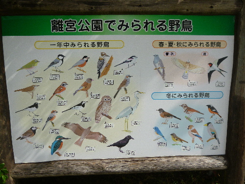 P1130389(1).JPG