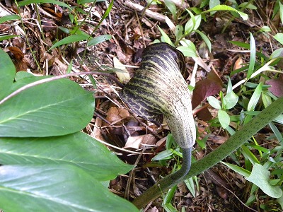 DSCN8922.jpg