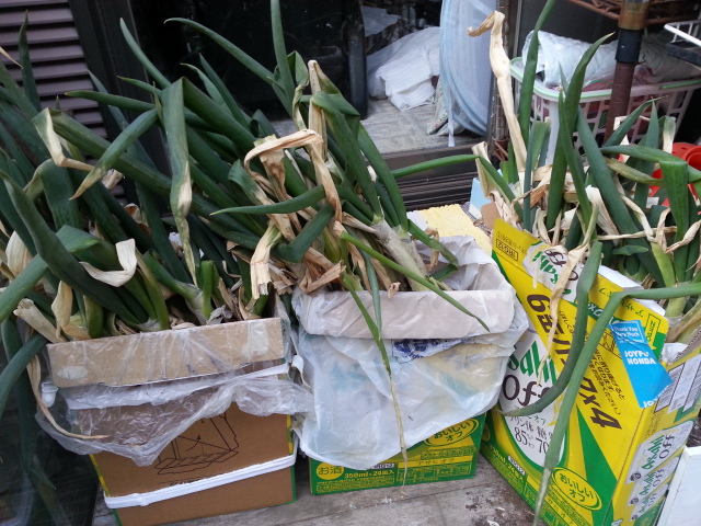 20140120保存ネギ.jpg