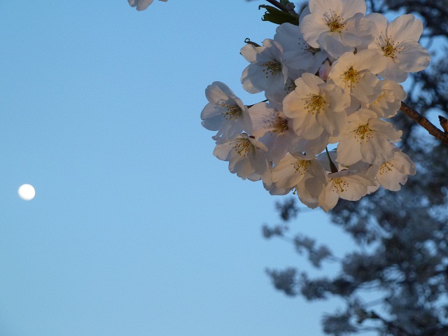 2015.4.2 千波湖夜桜 015.JPG