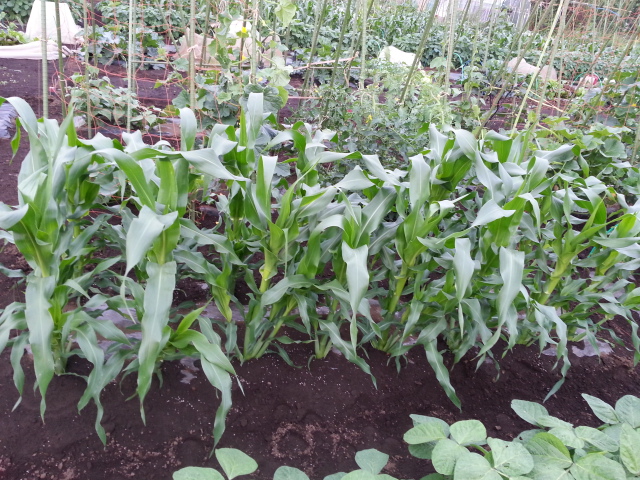 20160528トウモロコシ.jpg