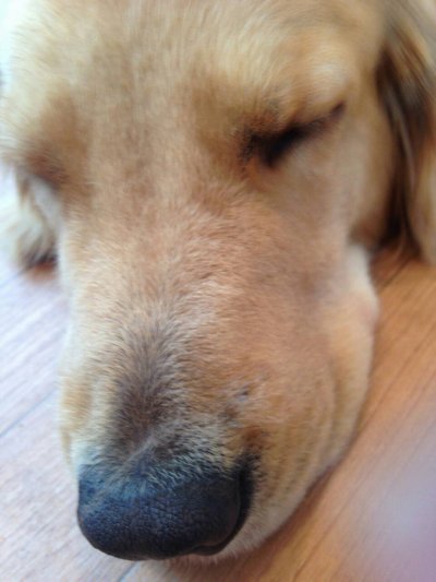 犬カフェ