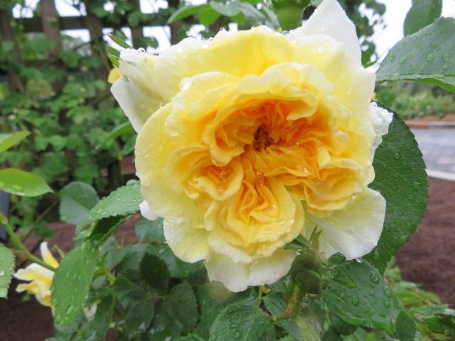 踏んだり蹴ったりの昨日と大忙しの雨上がりの庭とミニバラ ばぁばの薔薇の花園 楽天ブログ