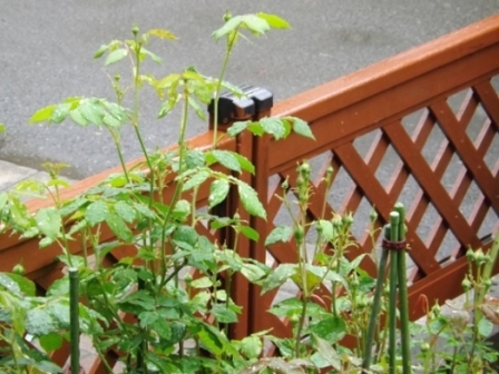 クレア・オースチン